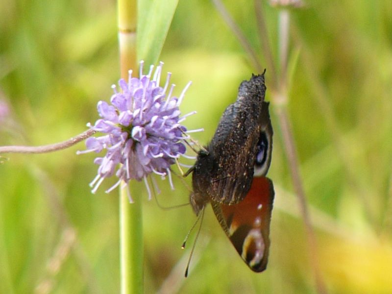 Schmetterling