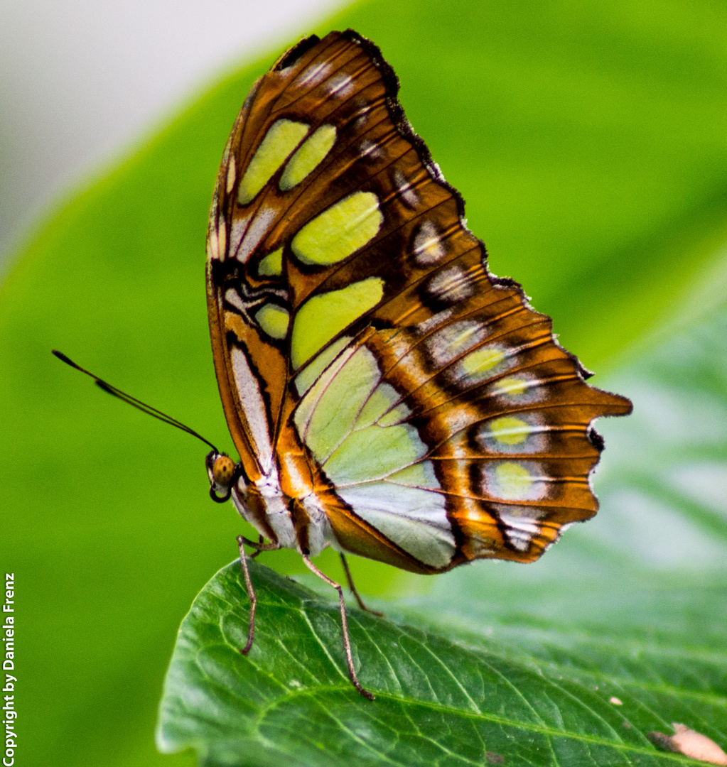 Schmetterling 11