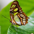 Schmetterling 11