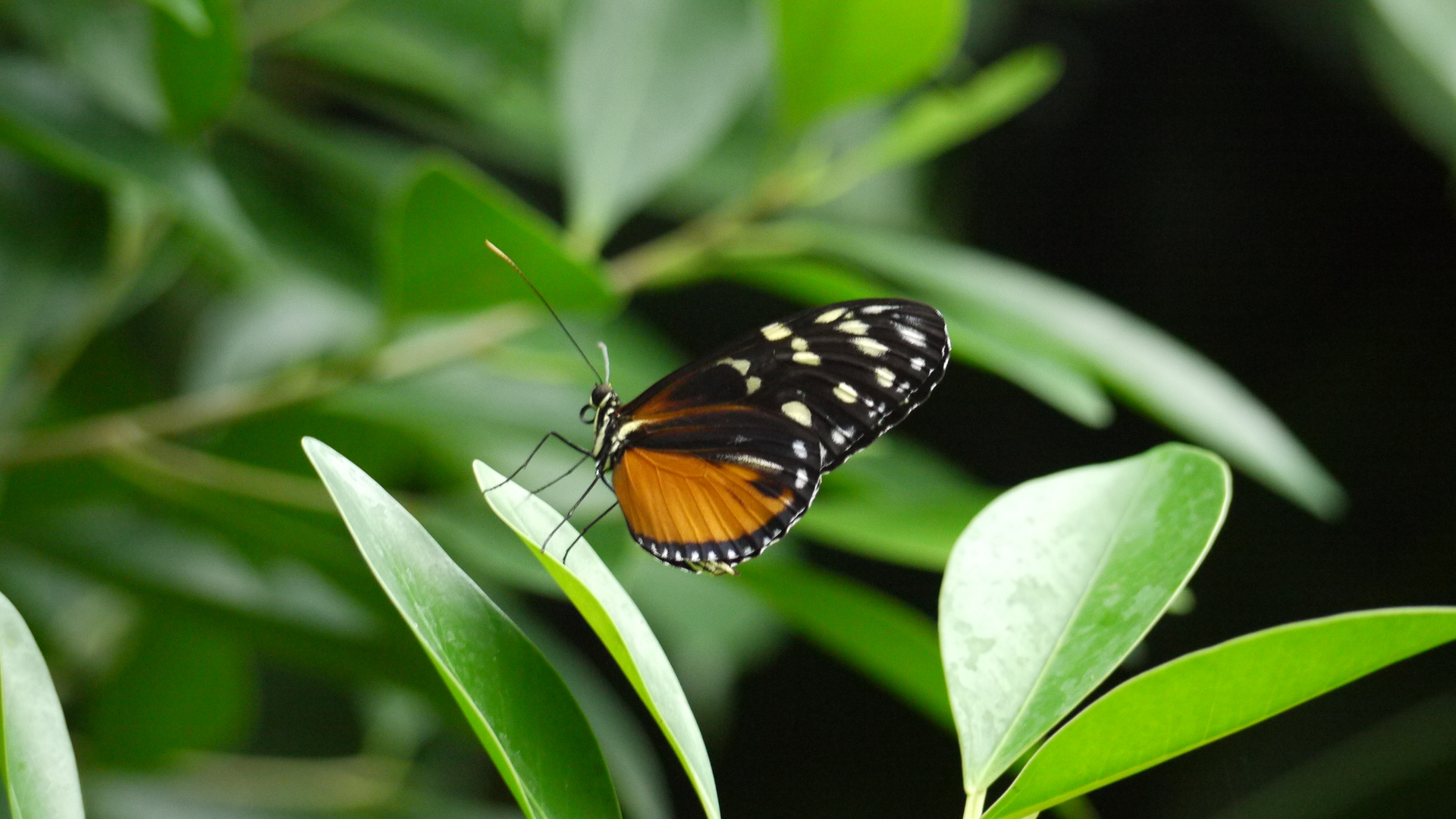 Schmetterling