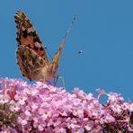 Schmetterling 