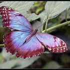 Schmetterling