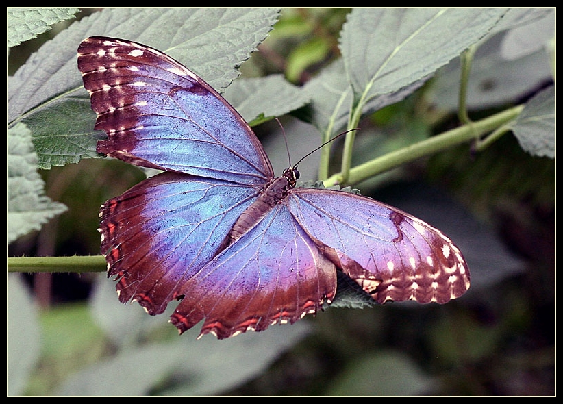 Schmetterling