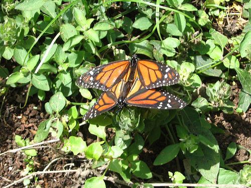 Schmetterling