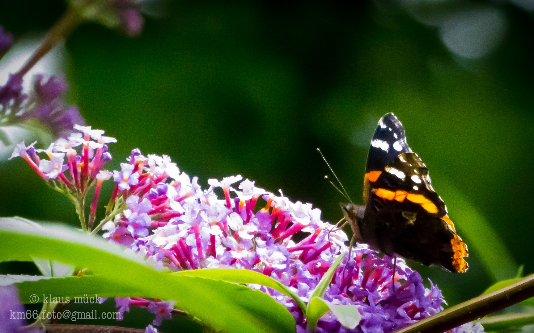 Schmetterling