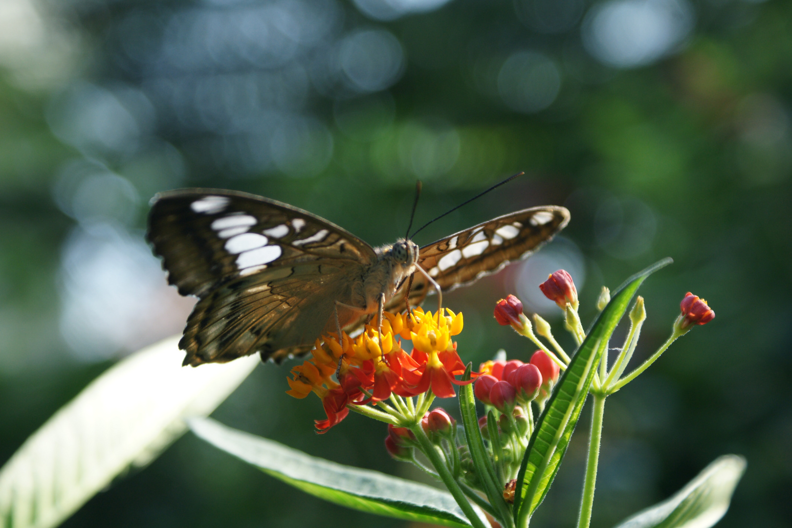 Schmetterling