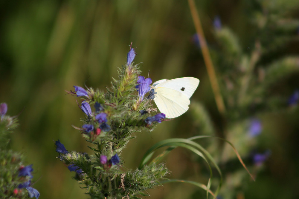 Schmetterling