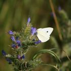 Schmetterling