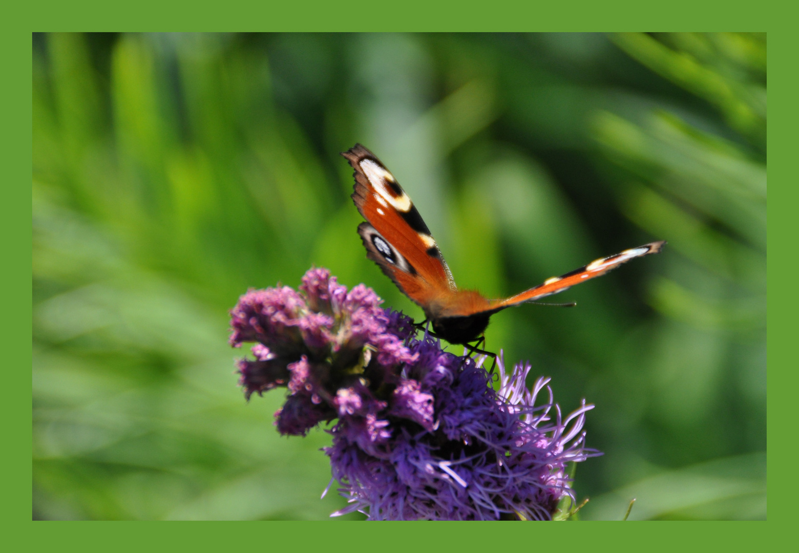 Schmetterling