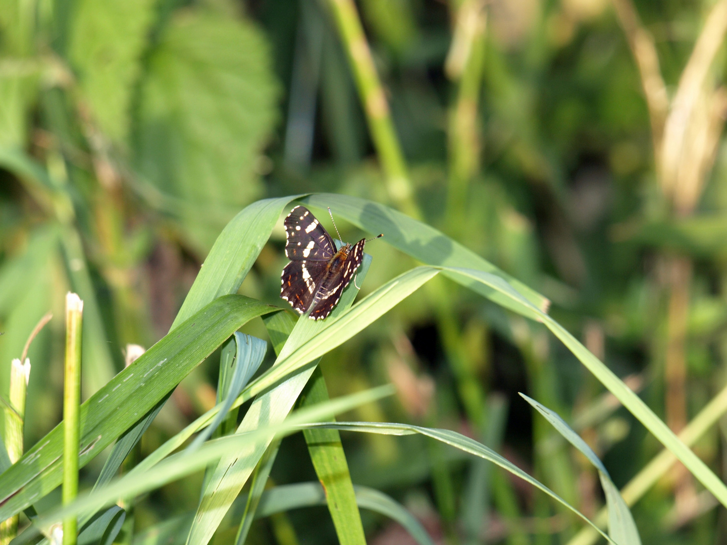 Schmetterling