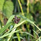 Schmetterling