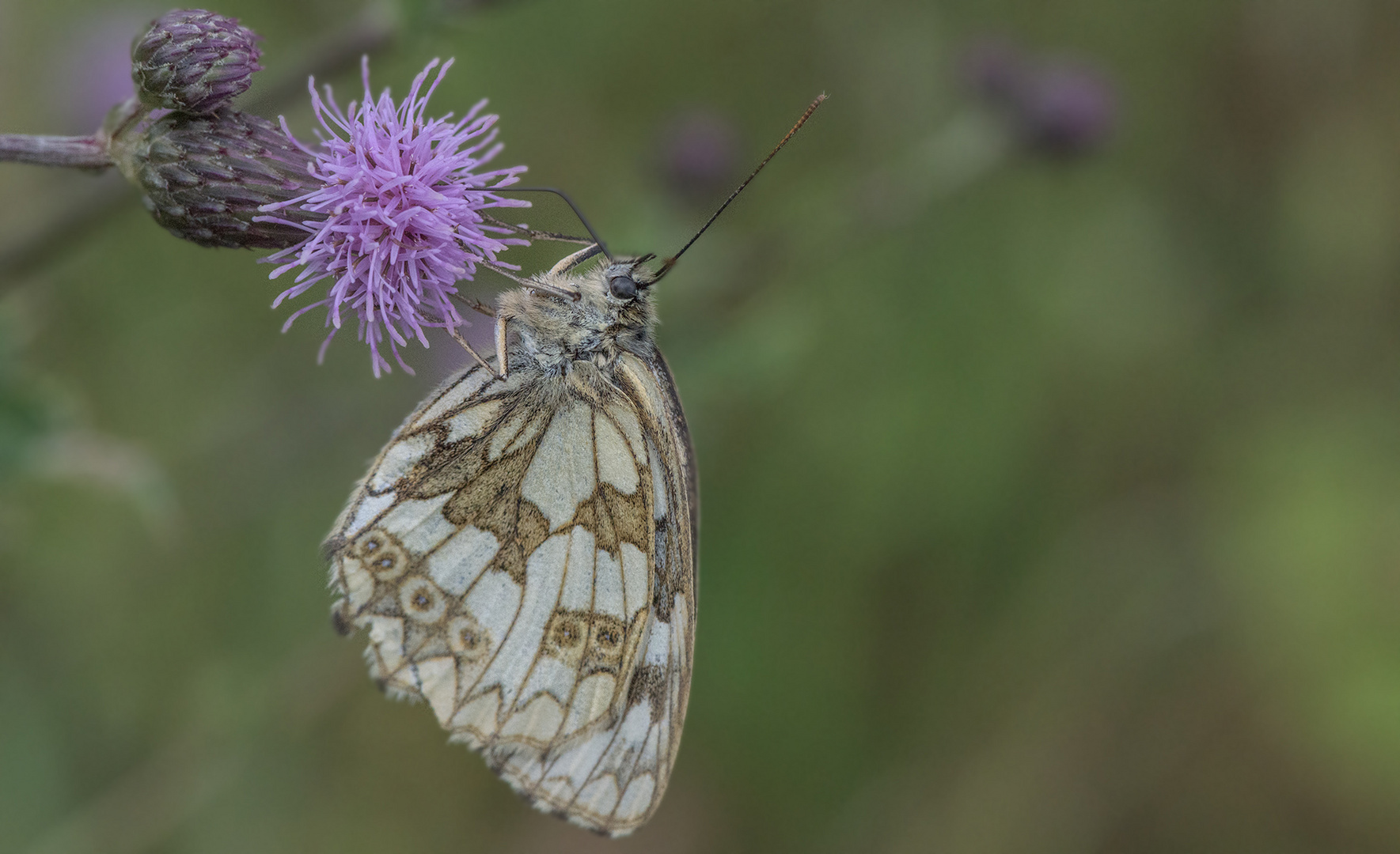 Schmetterling