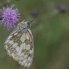 Schmetterling