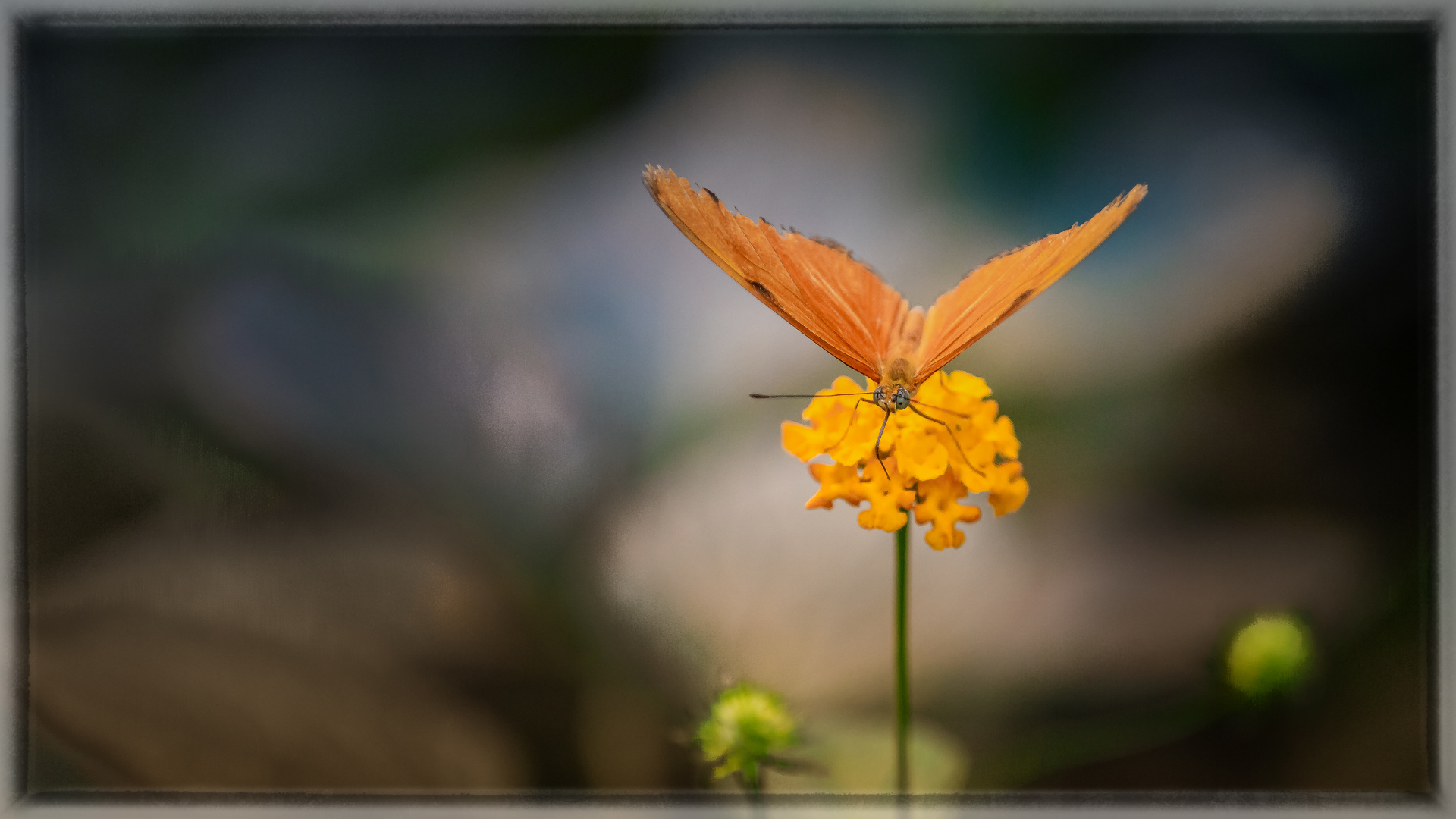 Schmetterling