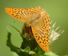 Schmetterling