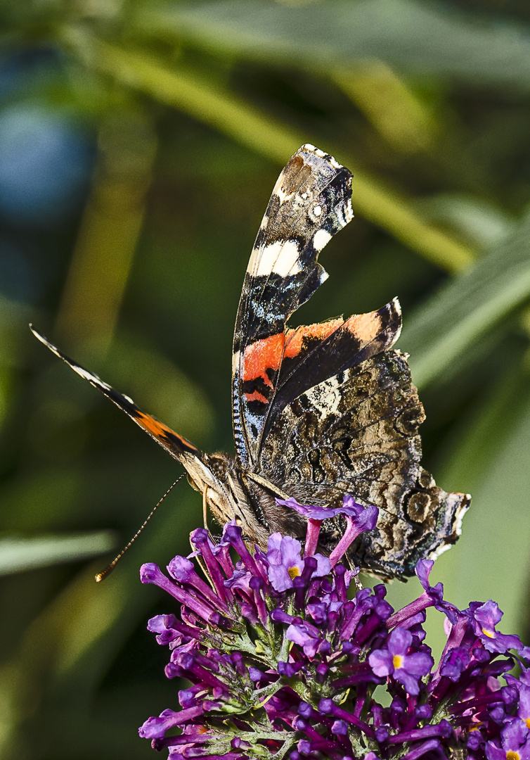 Schmetterling 12