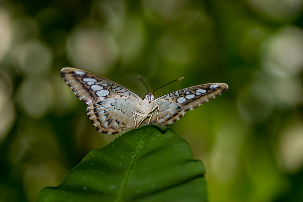 Schmetterling 1/2