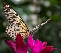 schmetterling