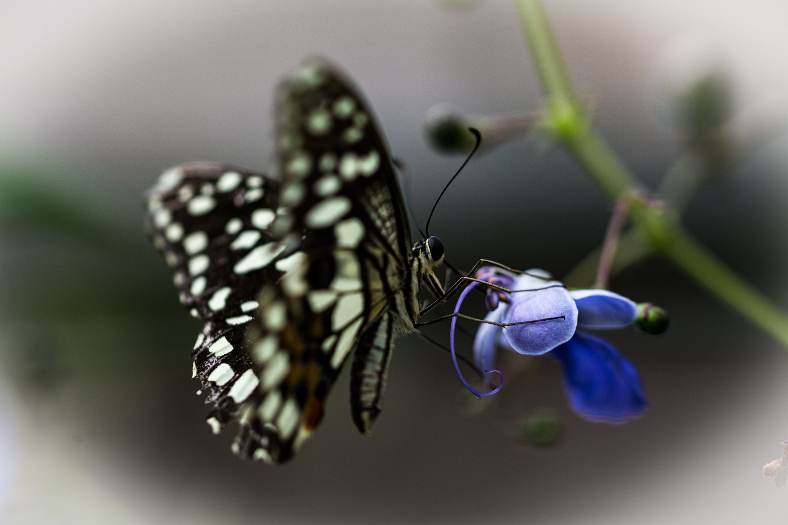 Schmetterling