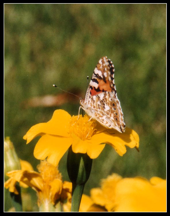 Schmetterling