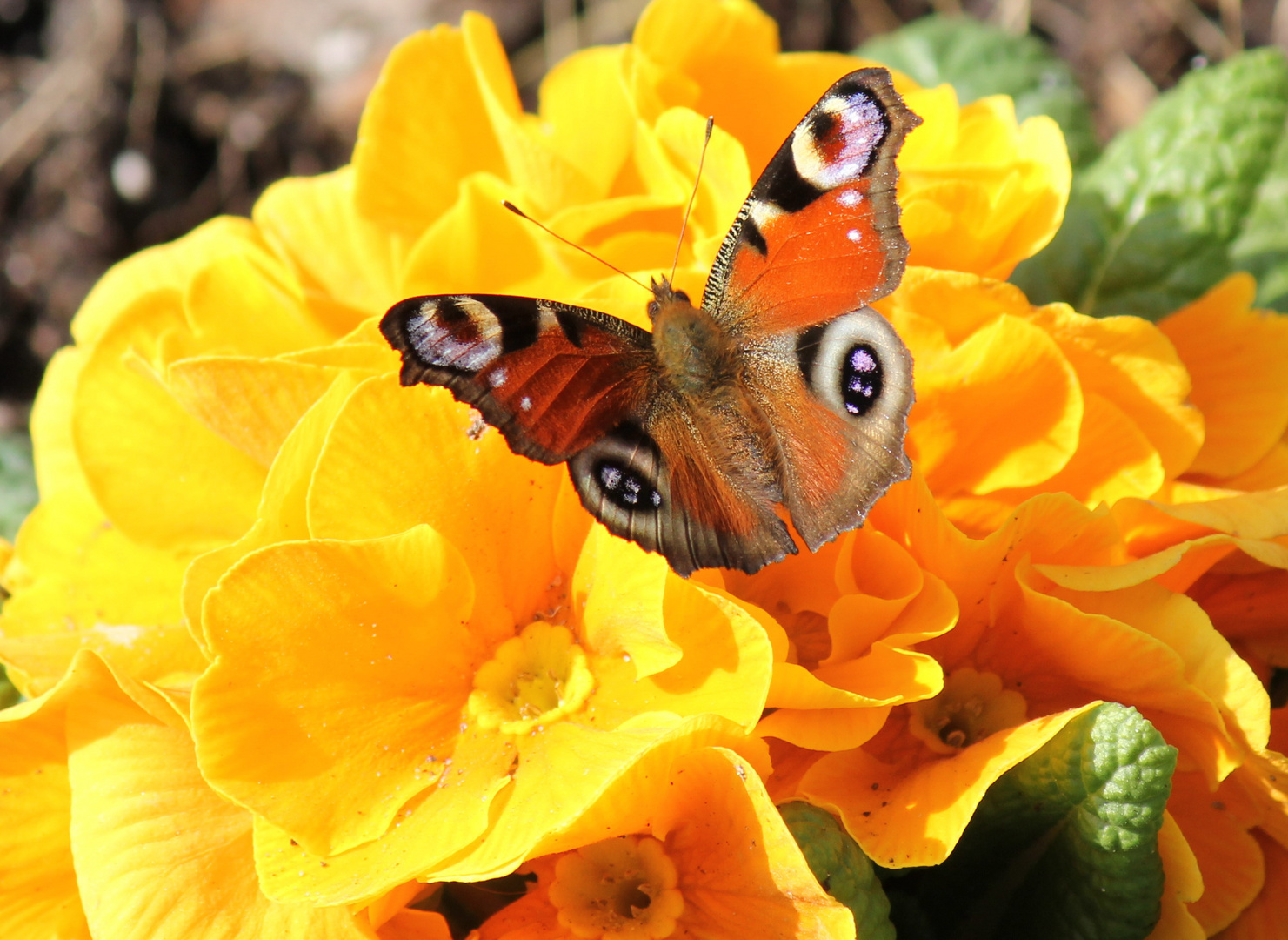 Schmetterling Foto & Bild | jahreszeiten, frühling, schmetterling