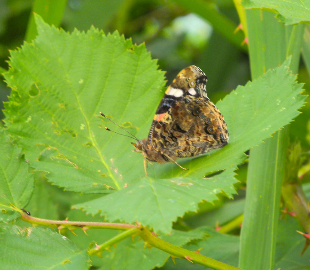 Schmetterling