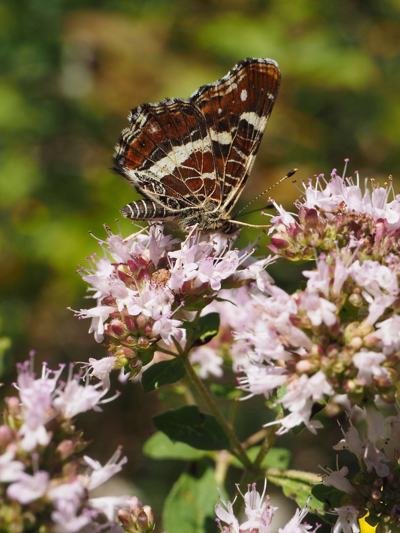 Schmetterling 