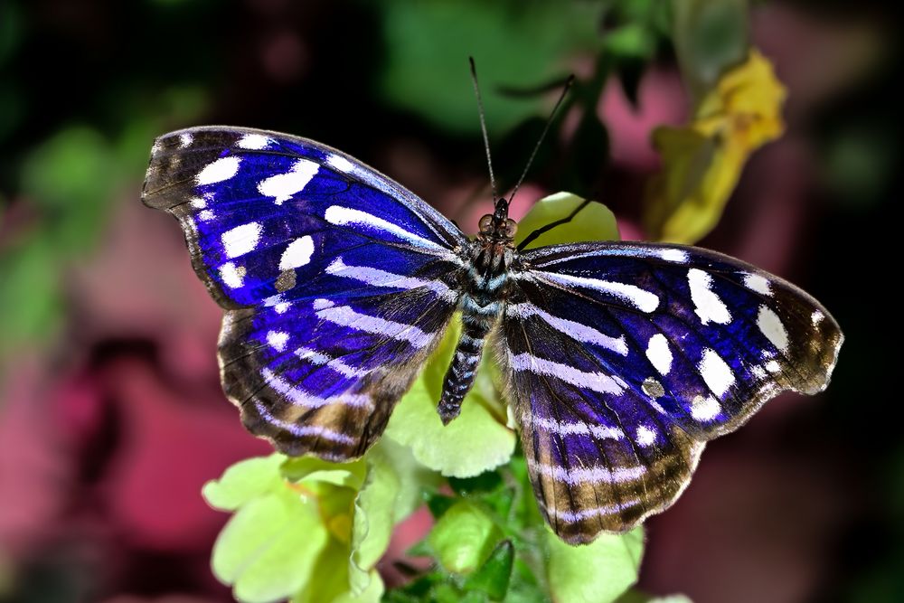 Schmetterling 