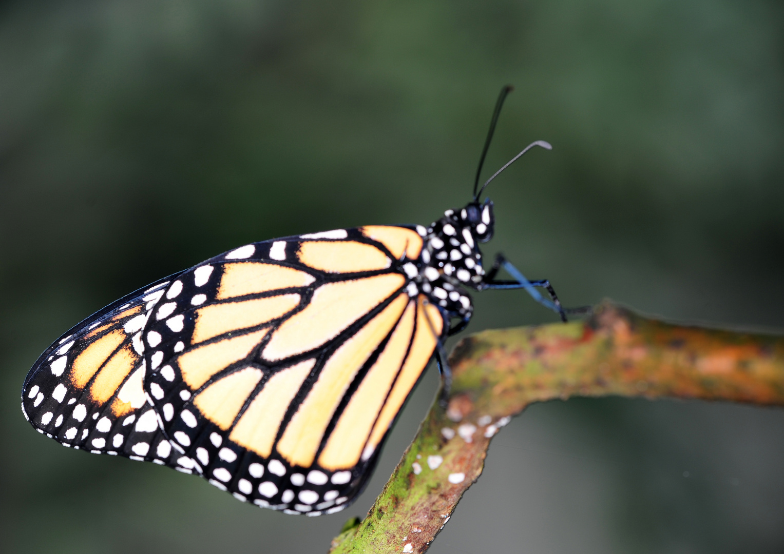 Schmetterling