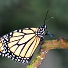 Schmetterling