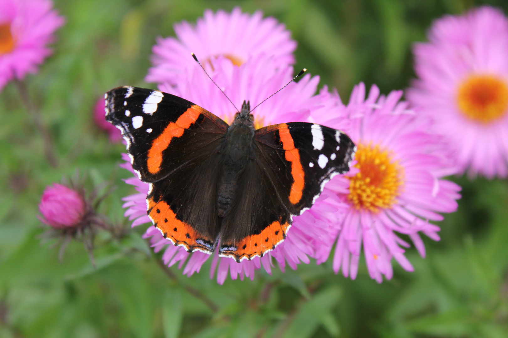 Schmetterling