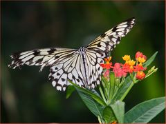 Schmetterling