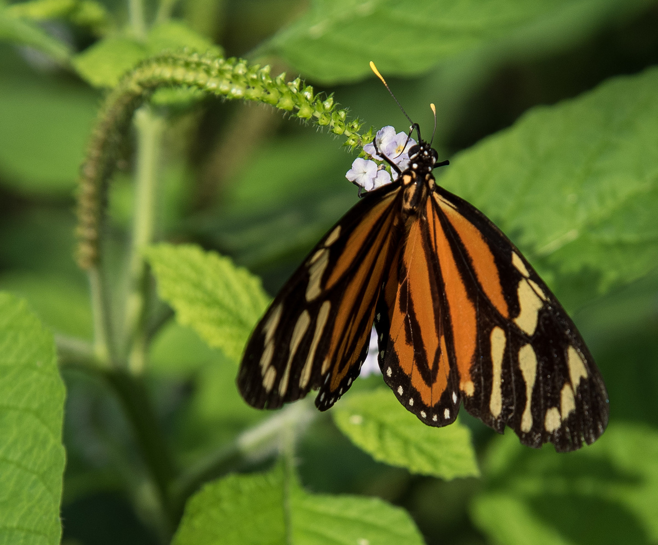 Schmetterling