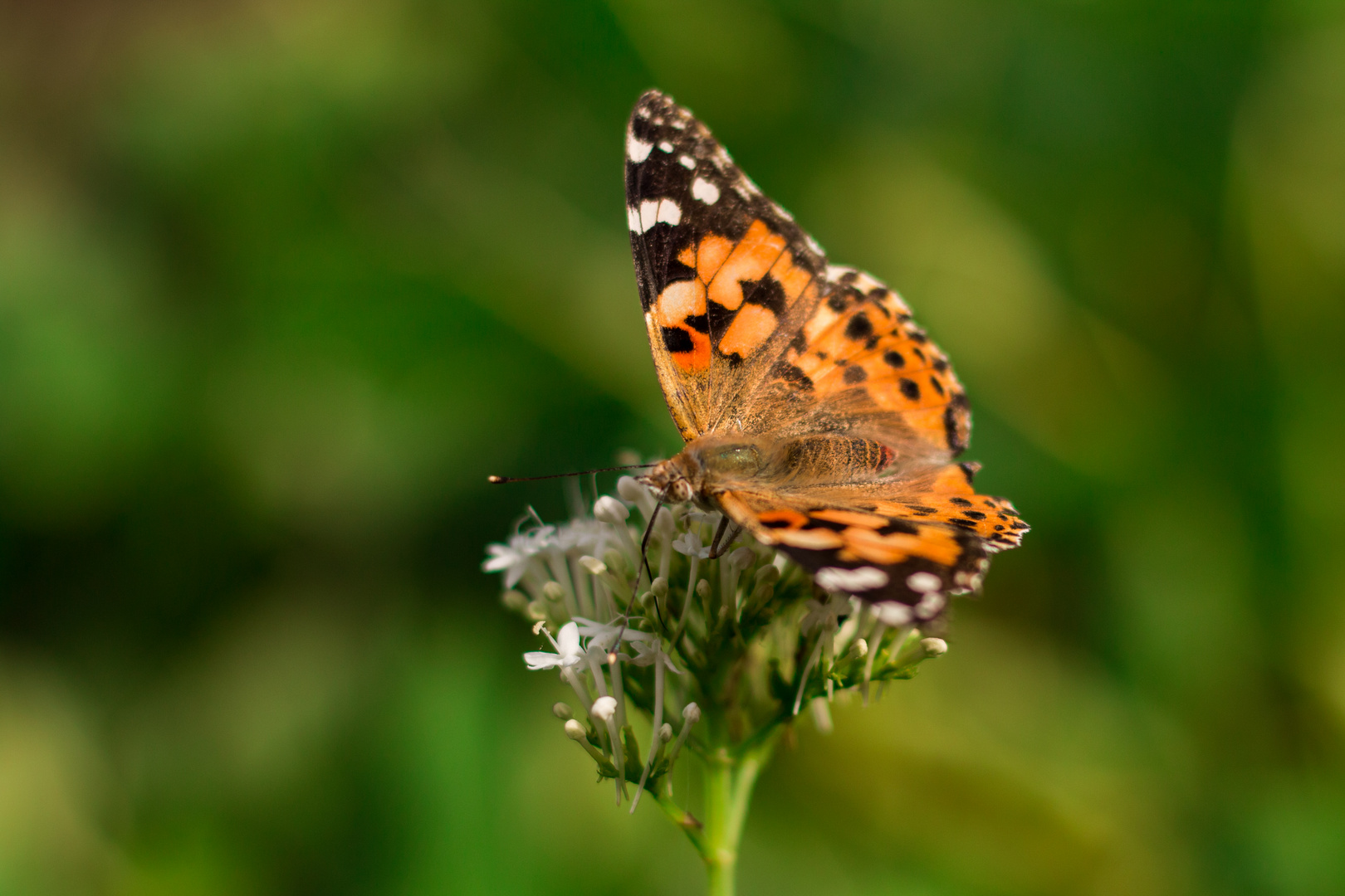 Schmetterling