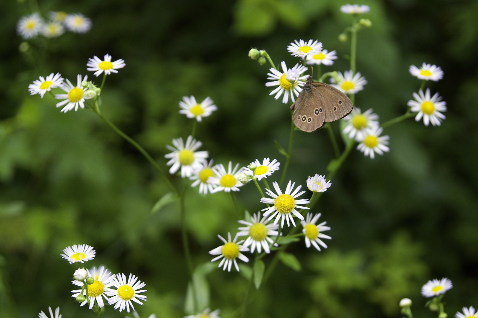 Schmetterling