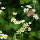 Schmetterling