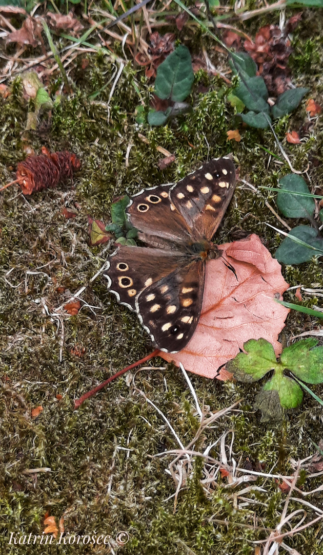 Schmetterling 