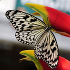 Schmetterling 13