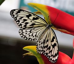 Schmetterling 13