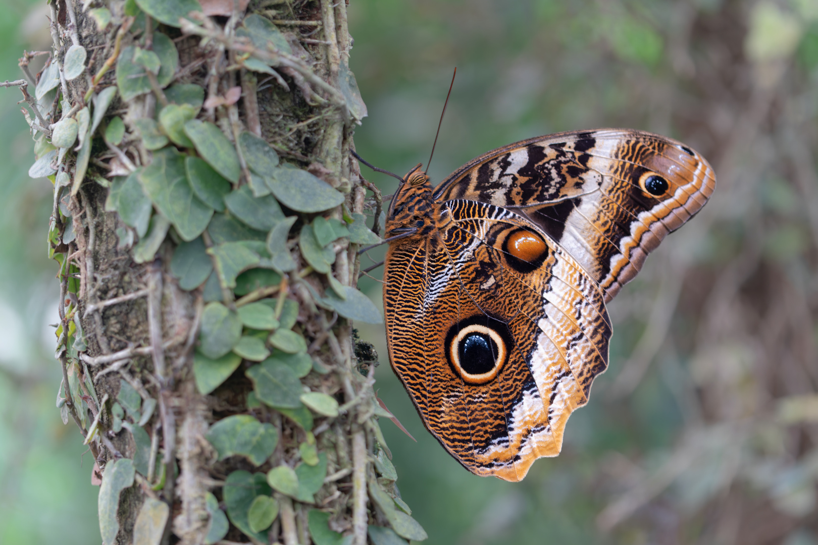 Schmetterling 1/3