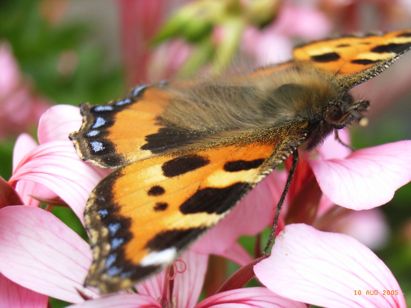 Schmetterling