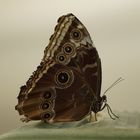 Schmetterling