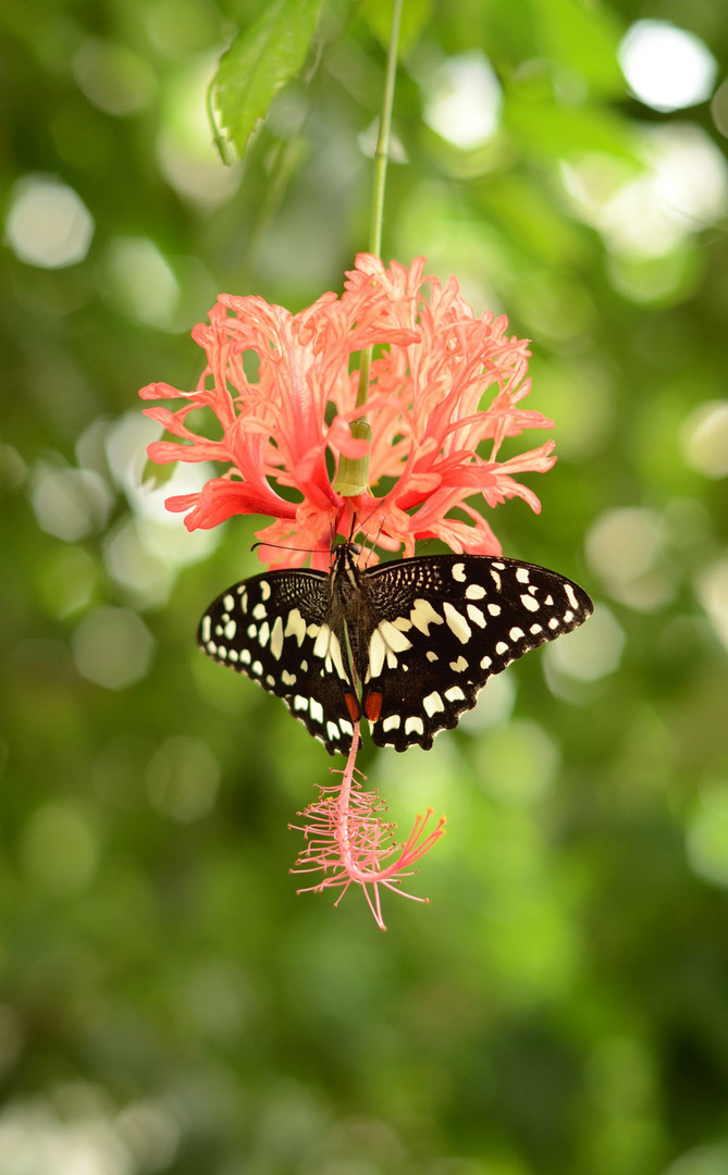 Schmetterling