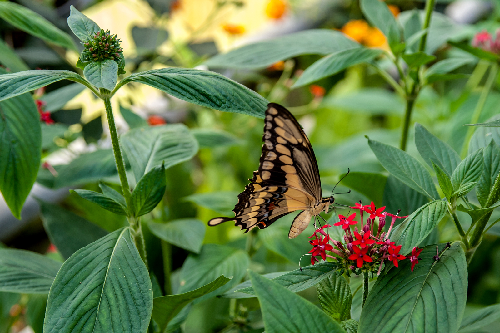 Schmetterling 