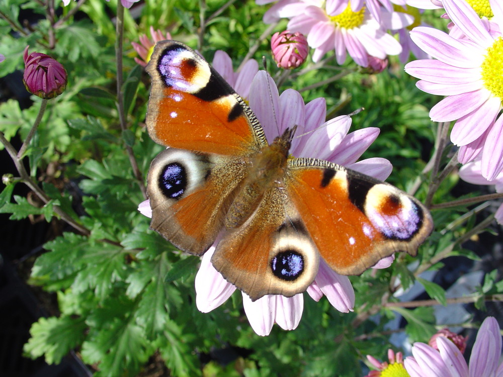 Schmetterling