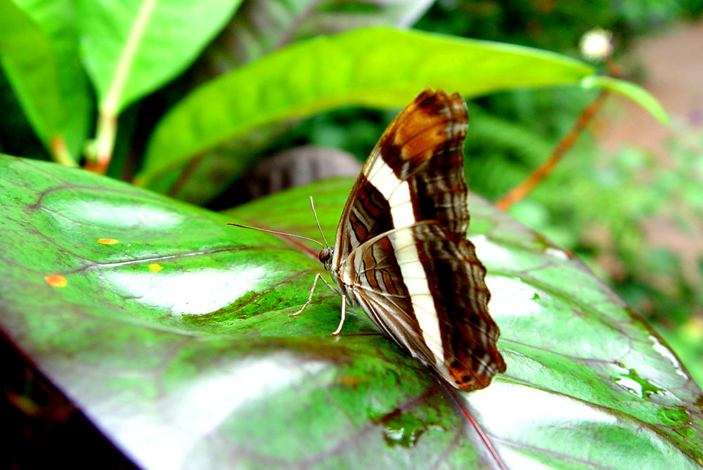 Schmetterling