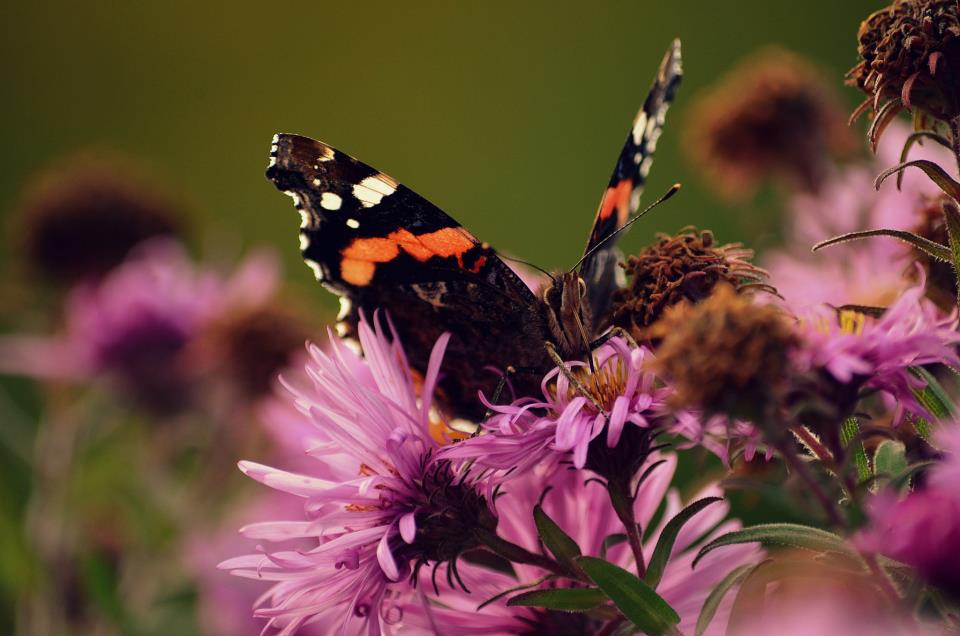 Schmetterling