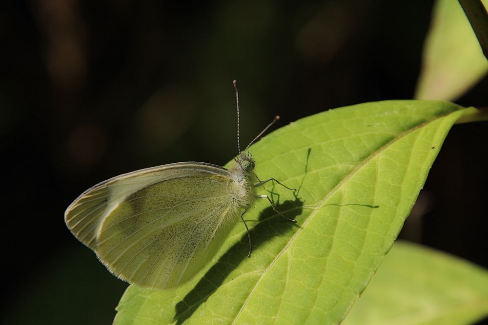 Schmetterling