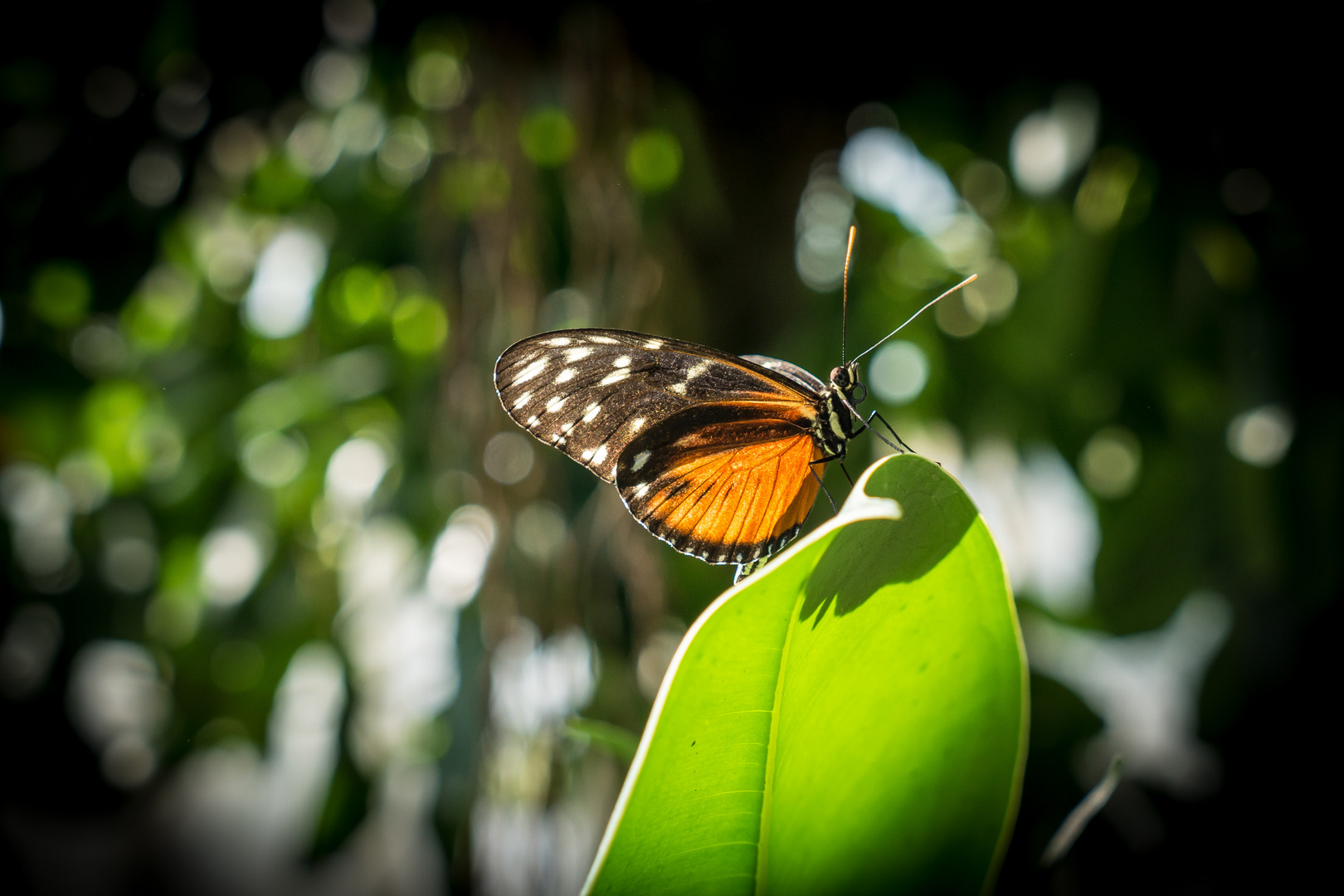 Schmetterling