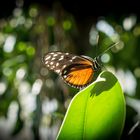 Schmetterling